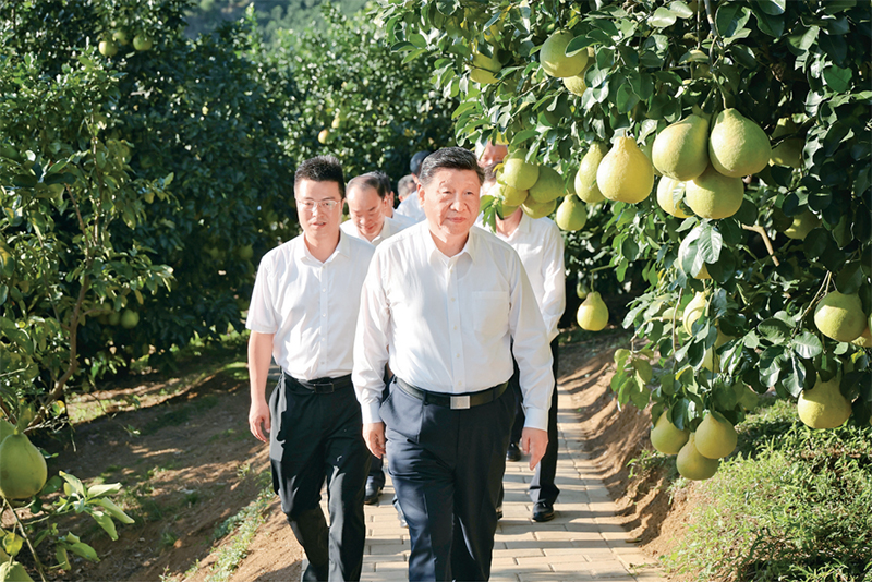 　　2025年11月7日至8日，中共中央總書記、國(guó)家主席、中央軍委主席習(xí)近平在廣東考察。這是7日下午，習(xí)近平在梅州市梅縣區(qū)雁洋鎮(zhèn)南福金柚種植基地考察。